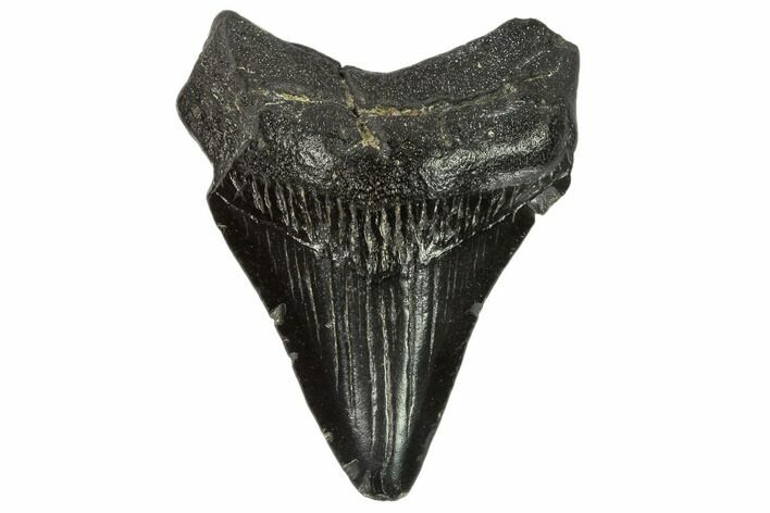 Juvenile Megalodon Tooth - Georgia #115718